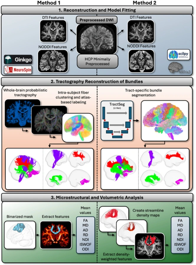 Comparison of whole-brain tractogram and bundle-specific workflows used to test the robustness of sex-related tract differences.